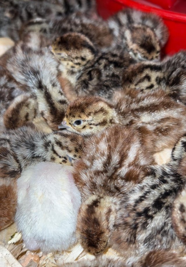 Preview of the first image of Grey/English and white partridge chicks now available.