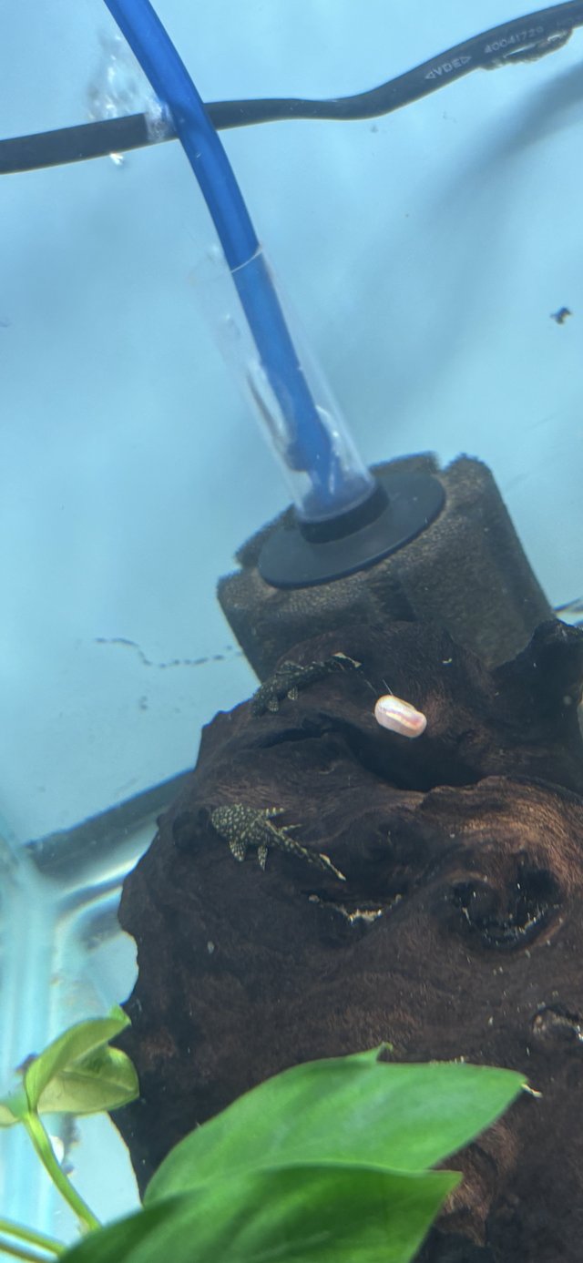Preview of the first image of Baby common bristlenose plecos.