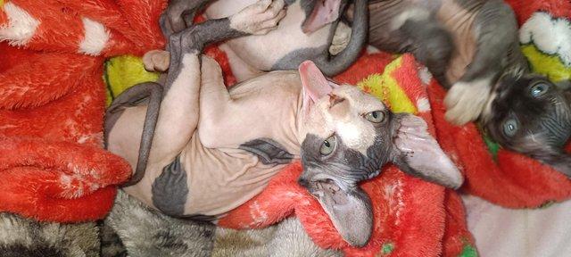 Image 5 of 2 sphynx girls currently 7 weeks old