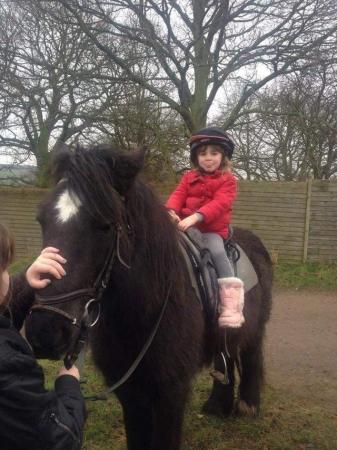 Image 2 of Part share .horse riding at Coton in the Elms.