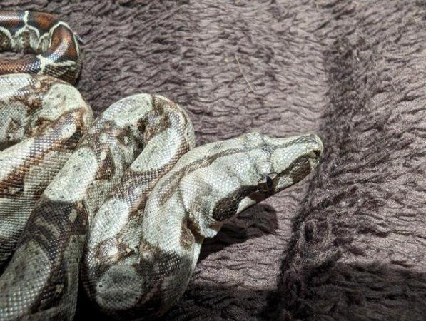 Image 5 of Baby Boa Constrictor Imperator