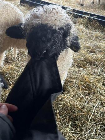 Image 3 of Pedigree Valais Ram Lambs