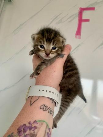 Image 8 of Beatifully Marked Tabby Kittens