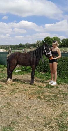 Image 1 of 2 year old cob gelding- The easy and kind youngster