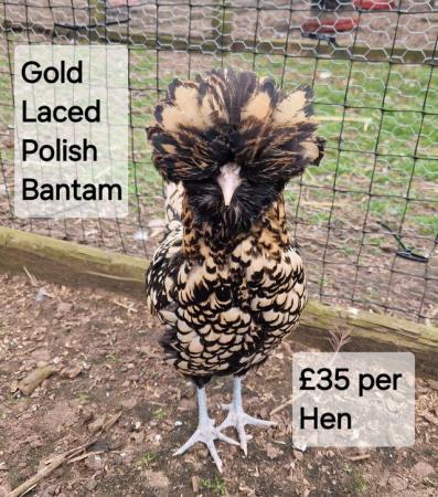 Image 15 of POL Hybrid Hens & Pure Breed Bantams for sale