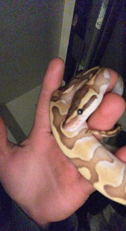 Image 5 of 1.5 year old female ball python Butter Enchi Het Clown