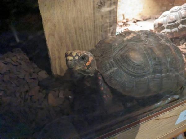 Image 4 of Two redfoot tortoises forsale