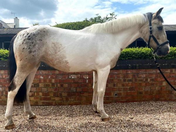 Image 1 of Lovely allrounder 14hh mare Spots