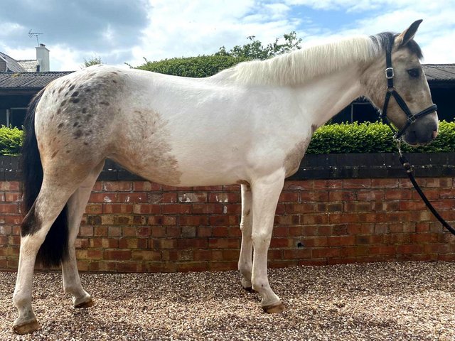 Preview of the first image of Lovely allrounder 14hh mare Spots.