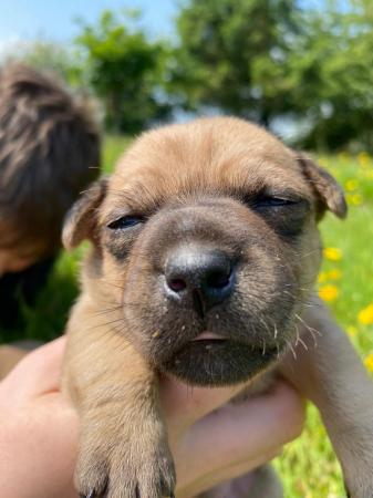 Image 4 of Patterjack puppies for sale