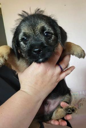 Image 9 of READY TO LEAVE KC registered Border Terrier Puppies