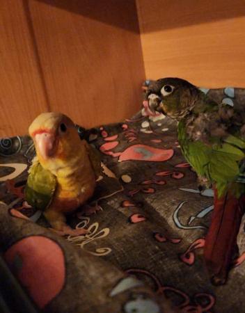 Image 7 of Sweet little baby green cheek conure 9 Weeks not ready yet!