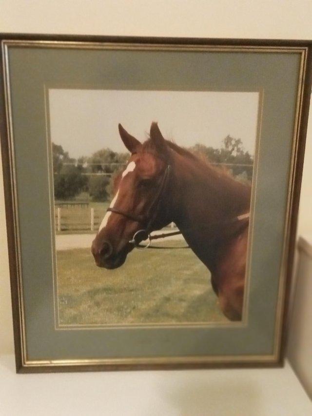 Striking photo prints of horse's head — Pets & Animals in Braintree