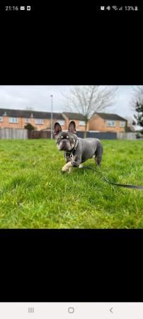 Image 4 of French bulldog needs a new home, without children