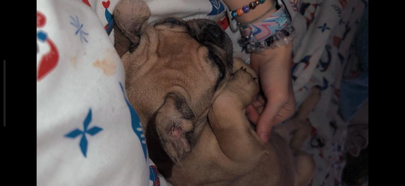Preview of the first image of French bulldog female 7 months old.