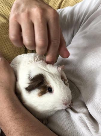 Image 5 of 2 adorable female guinea pigs for sale