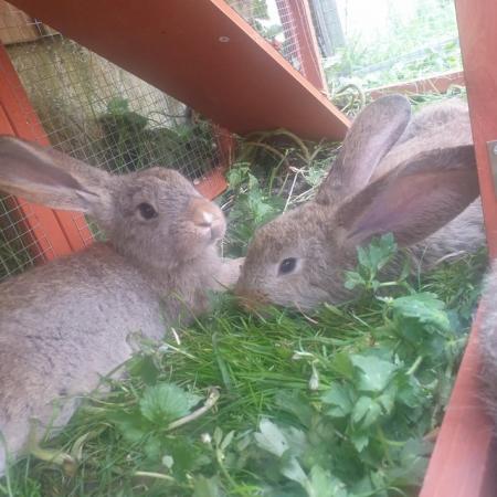 Image 2 of Continental giant baby bunnies