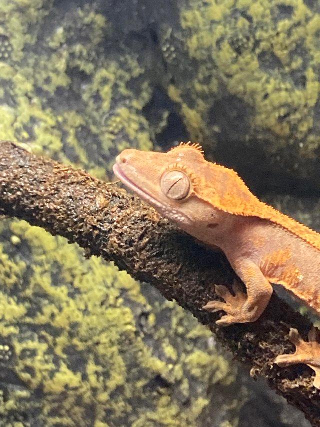 Preview of the first image of 12 week old crested gecko hatchlings for sale.