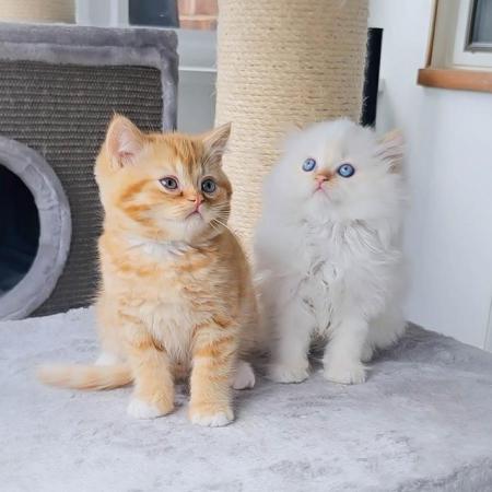 Image 3 of British Shorthair & Longhair Kittens Ready