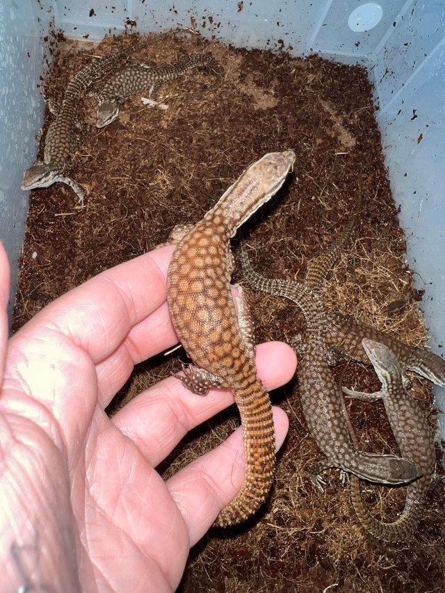 Baby ackie monitors available For Sale in Leigh On Sea, Essex Preloved