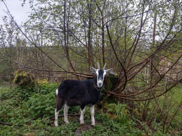 Image 1 of Pygmy X alpine goat 1 year old wether