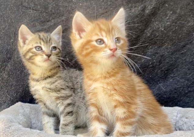 Image 5 of Mixed Maine Coon Ginger Female and Tabby Female Kittens