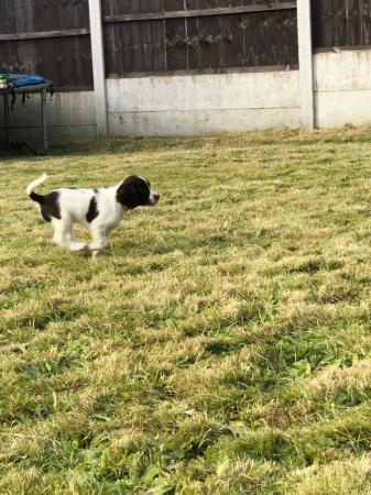 Image 15 of Champion line beautiful english springer spaniels puppies
