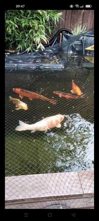 Image 5 of Large and medium koi fish for sale