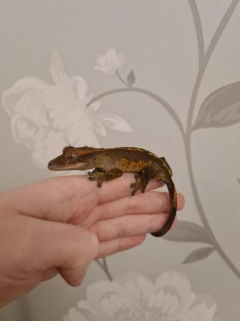 Image 2 of Partial Pin Harley Crested Gecko