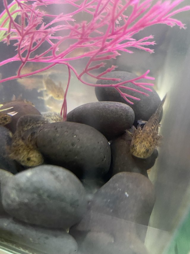 Preview of the first image of 3 month old wild type axolotl.