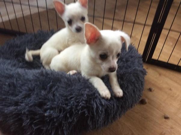 Image 3 of Pomchi puppies for sale 1 boy 1 girl