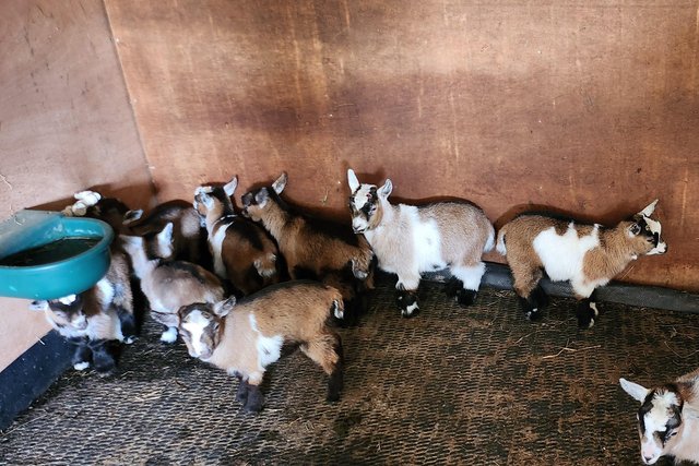 Image 6 of Tri Coloured Disbudded Pygmy goat kids