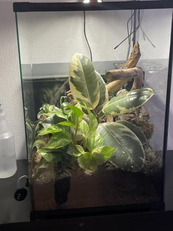 Image 4 of Full vivarium set up with 2 harlequin crested geckos male an