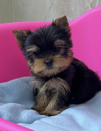 Image 1 of ONE YORKSHIRE TERRIER TOY BOY LEFT.