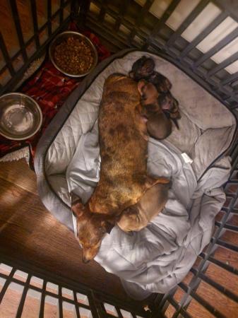 Image 2 of Gorgeous Miniature Dachshund Puppies