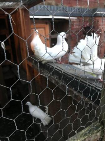 Image 4 of Young Fancy pigeons and doves for sale