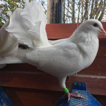 Image 6 of Beautiful Young White Fantail Doves