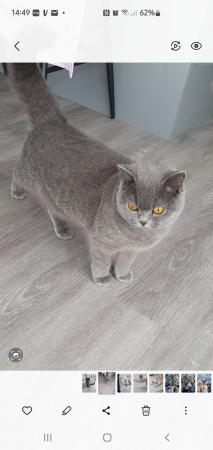 Image 5 of Eight month old British blue female looking for a home