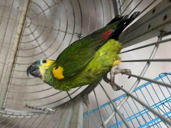 Image 5 of Blue Fronted Amazon 8year Old Male, stunning colours £600