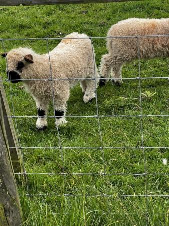 Image 2 of Valais x / Dartmoor lambs Male Uncut