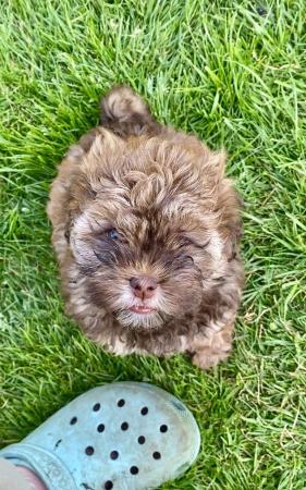 Image 1 of Beautiful shihpoo girl puppy ready now