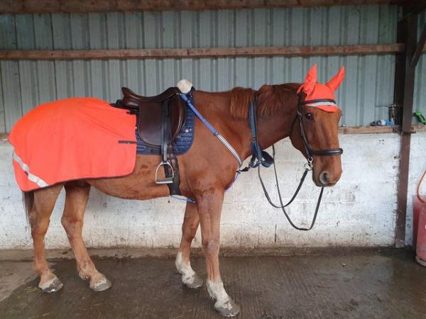 Image 15 of 17hh Irish sports horse gelding for part-loan
