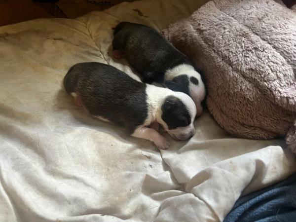 Image 6 of Beautiful Staffordshire Bull Terrier puppies