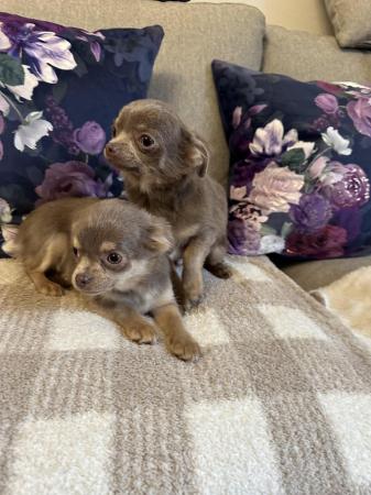 Image 6 of KC Reg, Chihuahua Lilac and Tan pups, boy and girl
