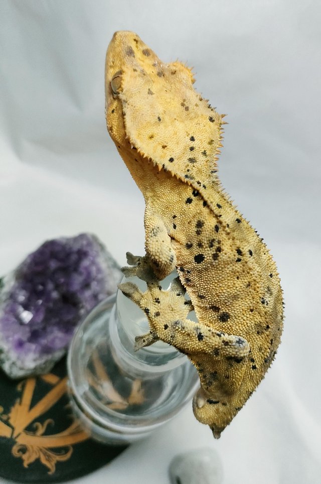 Preview of the first image of Male Super Dalmatian Crested Gecko.