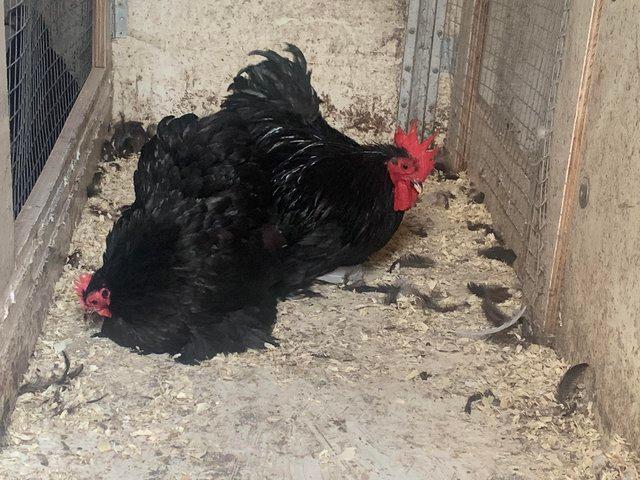 Preview of the first image of Pairs and trios of black pekin chickens.
