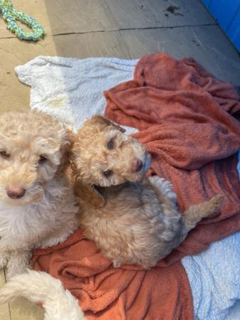 Image 7 of 9 weeks old, poodle cross puppies ready for a new home