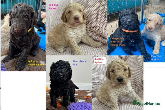Image 1 of [F5] Curly Coat Labradoodles - Parents DNA tested