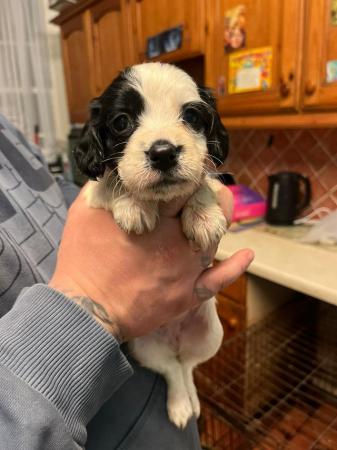 Image 12 of Springer spaniel puppies for sale!