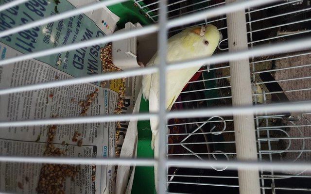 Image 5 of For sale young adults budgies